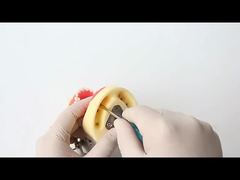 Modelo de dentes para estudo odontológico, escola de odontologia, 28 peças de dentes com parafuso, modelo de mandíbula para restauração dentária, para você