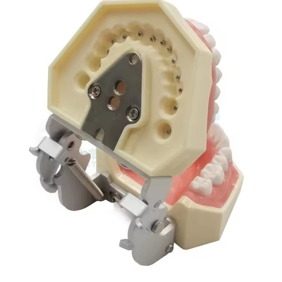 Estudo Dentário Dentes Modelo Escola Dental 28pcs Dentes Com Parafuso Restauração Dental Maxilar Modelo
