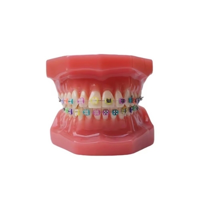 11 Modelos de Dentes Adultos para Treinamento Estudante Dental Prática Padrão Modelo Ortodôntico