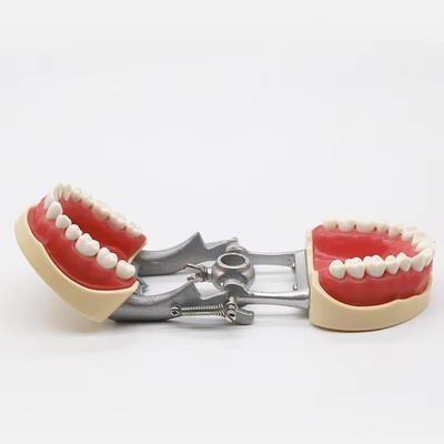Modelo padrão Dentista Estudante Dentário Dentário de Resina Acrílica Tipodontes Dentários Com Articulador DP