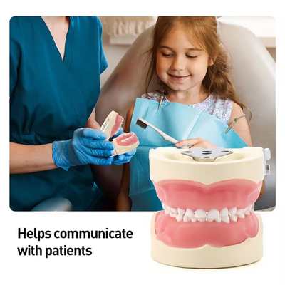 Desmontável 24pcs Dentes Dentários para Crianças Modelo de Resina Feito Treinamento Dentes para Crianças Modelo Prática