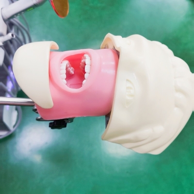 Estudantes de Odontologia Profissional Modelo de Treinamento Simulador Ciências Médicas Modelo de Cabeça Fantasma Dental