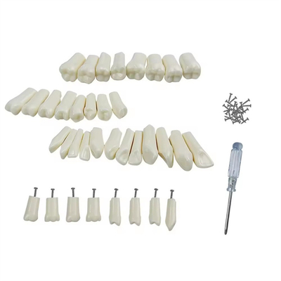 32pcs / Set Dental Typodont Dentes de substituição Dental Student prática Ferramentas Dureza Dentes de resina
