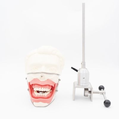 Modelo de Treinamento de Anestesia Oral Simulação realista da mandíbula da gengiva para injeção Prática de condução dental Modelo de anestesia