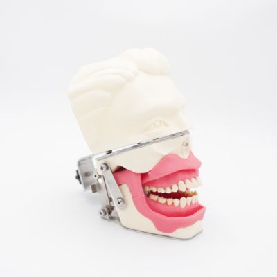 Modelo de Treinamento de Anestesia Oral Simulação realista da mandíbula da gengiva para injeção Prática de condução dental Modelo de anestesia