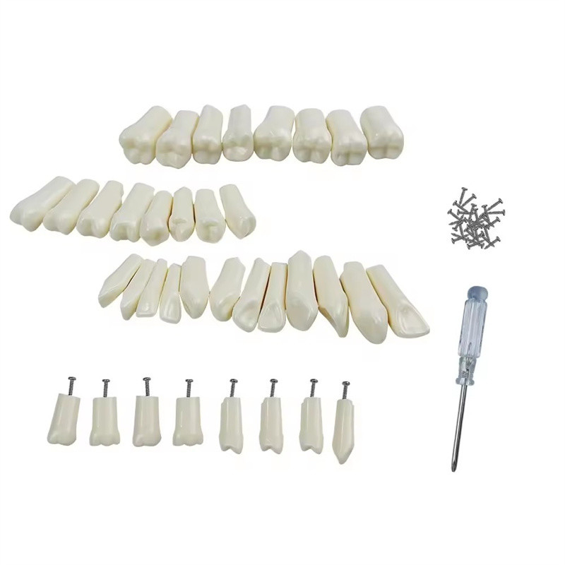 32pcs / Set Dental Typodont Dentes de substituição Dental Student prática Ferramentas Dureza Dentes de resina