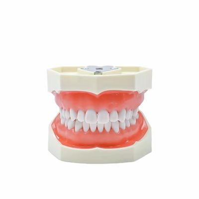 Estudo Dentário Dentes Modelo Escola Dental 28pcs Dentes Com Parafuso Restauração Dental Maxilar Modelo