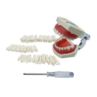 Bom preço. Exercício Dental Padrão Dentes Estudante Dental Formação Dentes 28pcs/32pcs Dentes Permanentes de Resina on-line