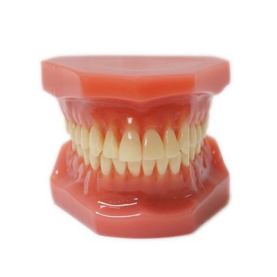 11 Modelos de Dentes Adultos para Treinamento Estudante Dental Prática Padrão Modelo Ortodôntico