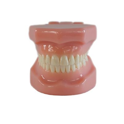 Dental Typedont Dentes Modelo Para Preparação Dental Estudante Ortodontia Prática Modelo