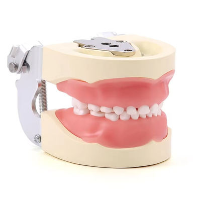 Desmontável 24pcs Dentes Dentários para Crianças Modelo de Resina Feito Treinamento Dentes para Crianças Modelo Prática