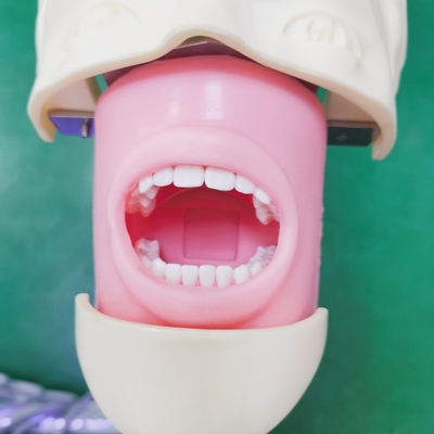 Estudantes de Odontologia Profissional Modelo de Treinamento Simulador Ciências Médicas Modelo de Cabeça Fantasma Dental